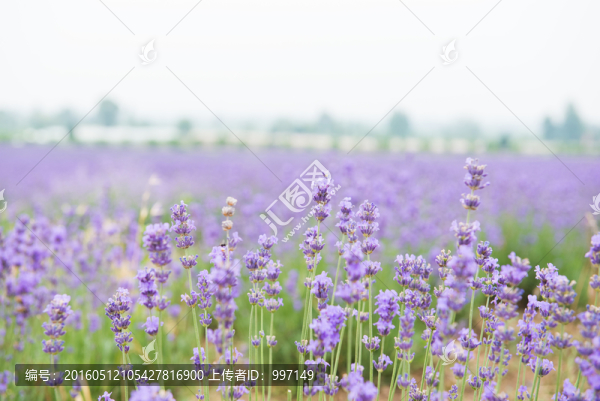 薰衣草莊園