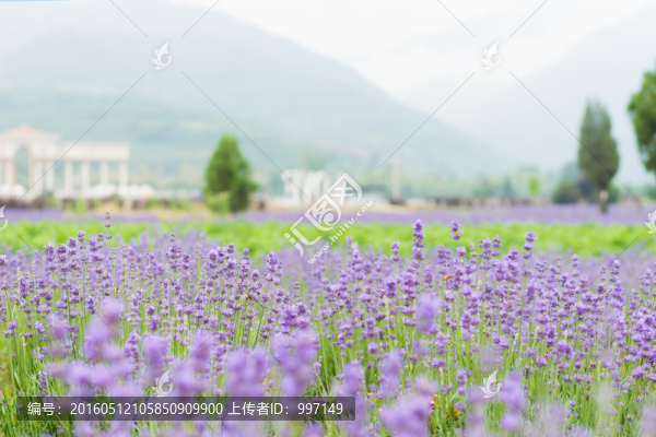 薰衣草