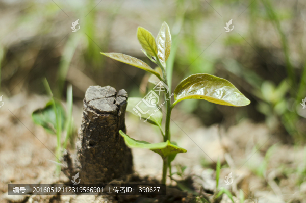 柿子樹,嫩芽