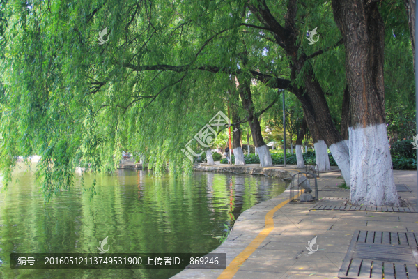 湖邊垂柳