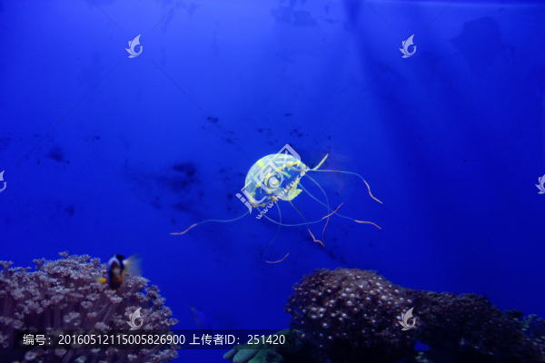 水母