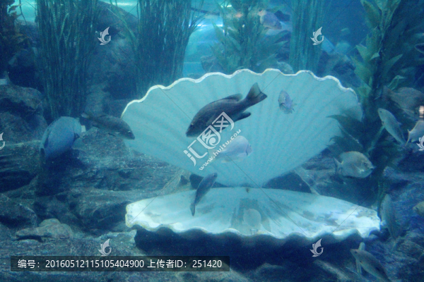 海底世界,珍珠母貝