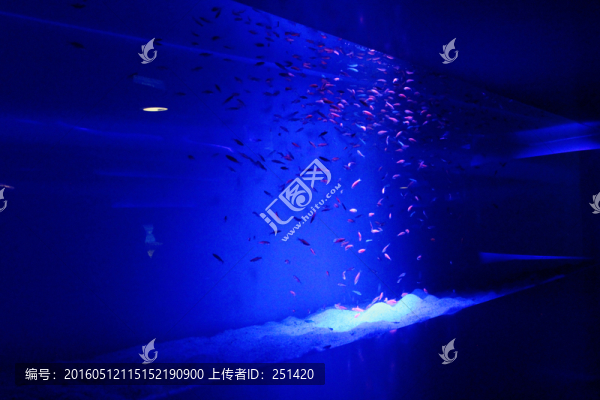 魚
