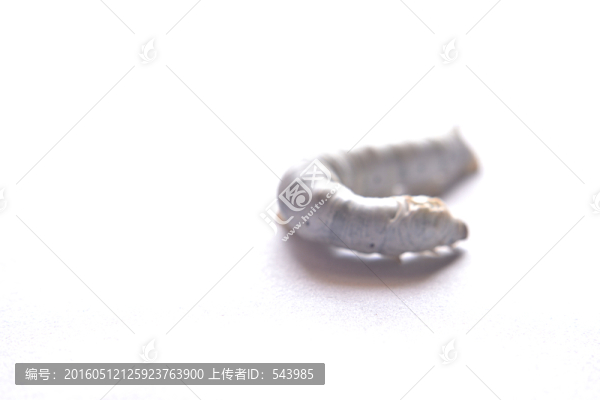 春蠶特寫