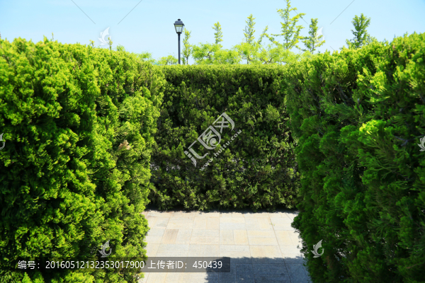 植物迷宮