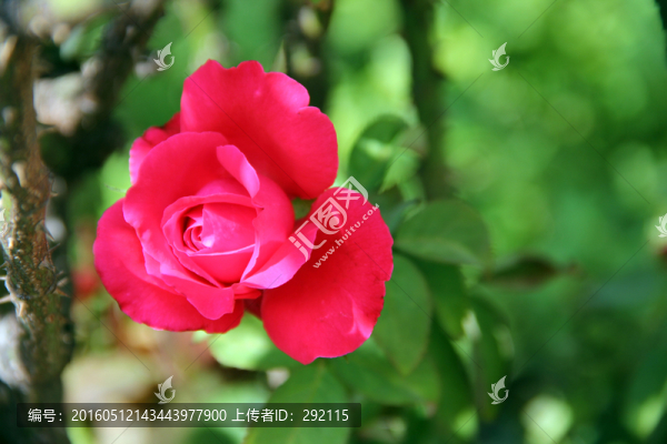 紅色玫瑰花