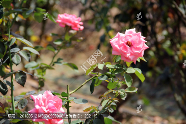 玫瑰花