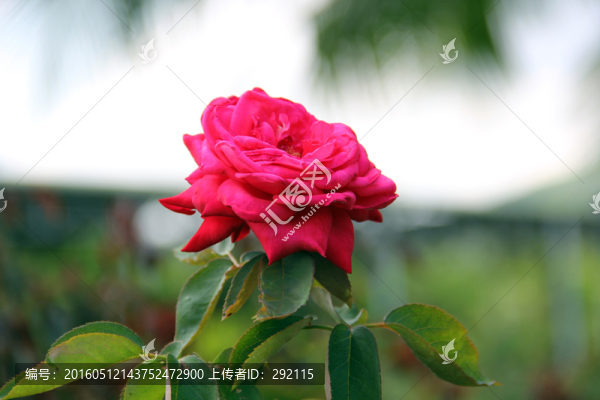 紅玫瑰花