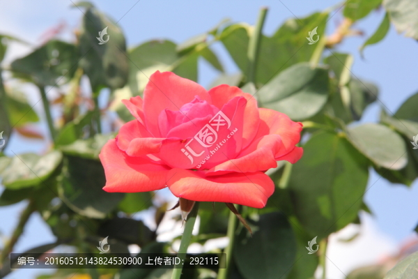 玫瑰花