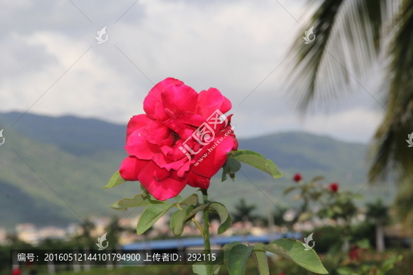 紅玫瑰花