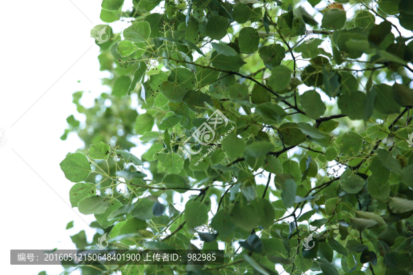 樹葉