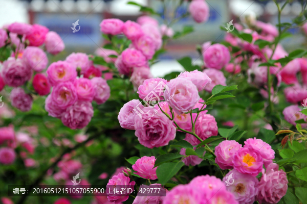 薔薇花,,薔薇,,紅花