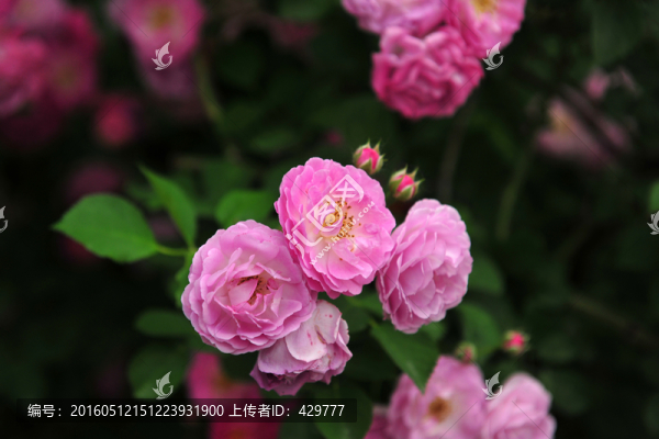 薔薇花,,薔薇,,紅花