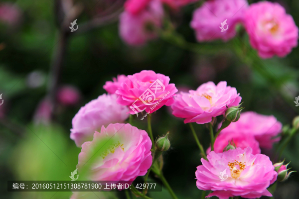 薔薇花,,薔薇,,紅花