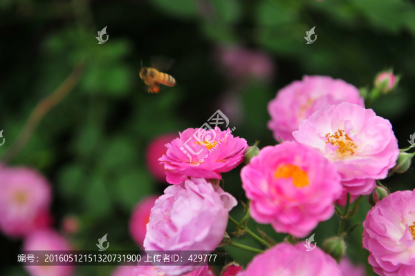 薔薇花,,薔薇,,紅花,,月季