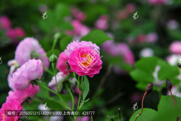薔薇