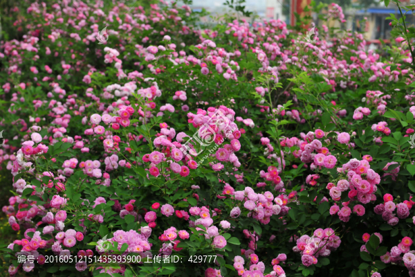 花墻,,花背景