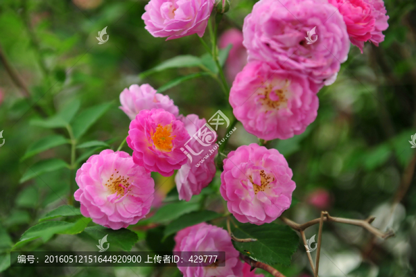 紅花,,,,,花背景