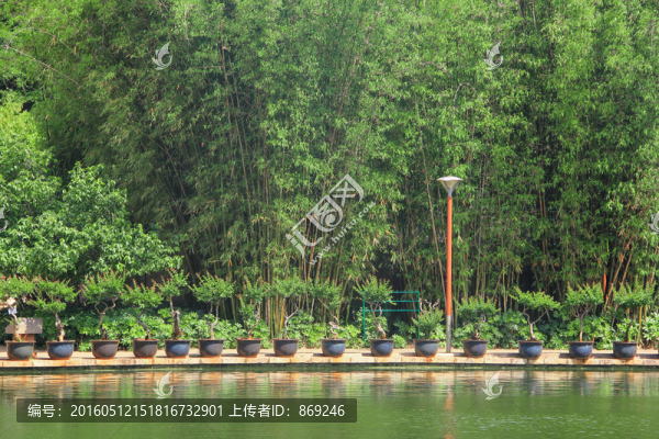 湖邊竹林