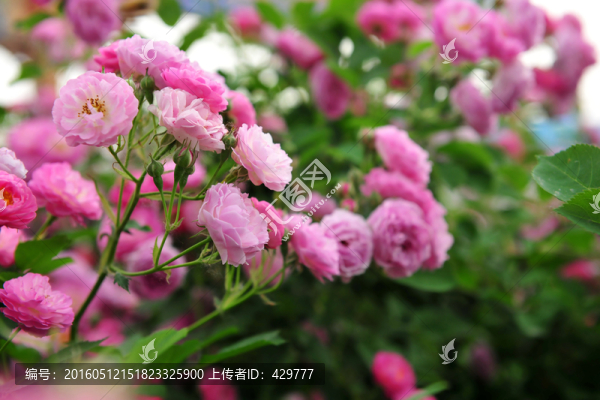 綠化帶,,薔薇花