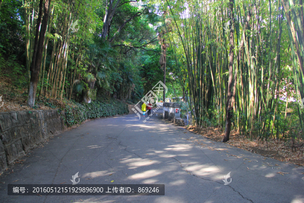 竹林小道