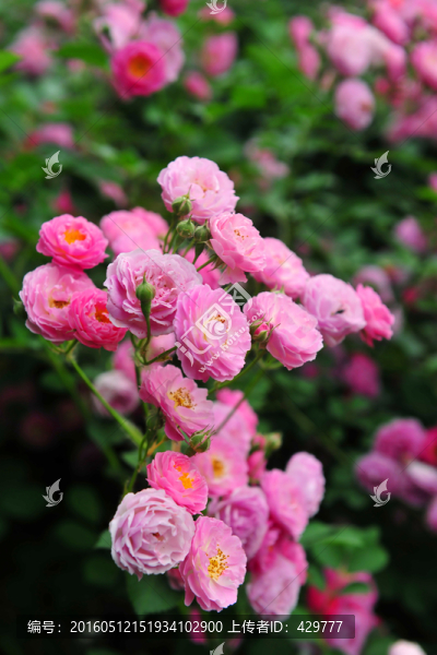 薔薇