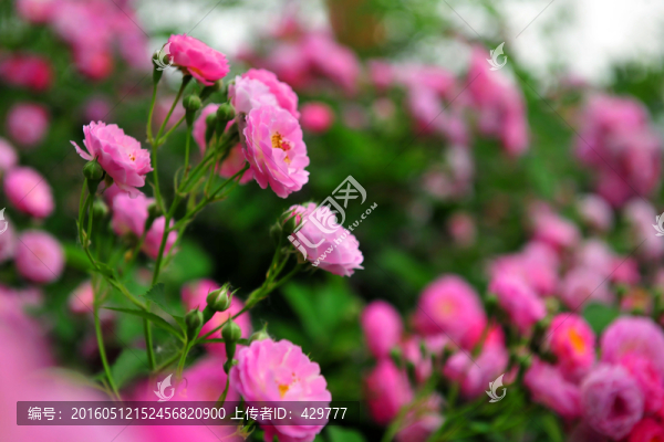 紅花,,,,,綠化帶