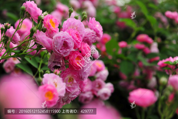 花園,,花卉背景