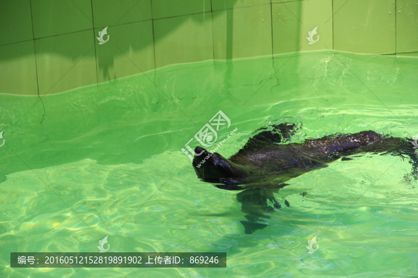 海獅