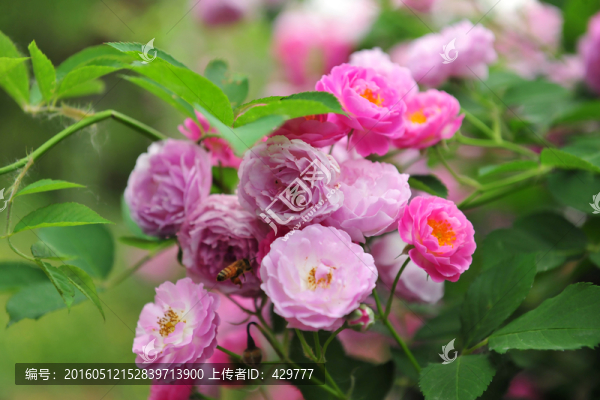 薔薇花
