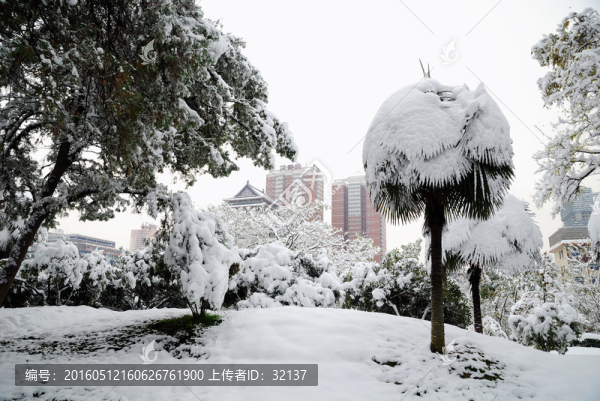 樹(shù)木雪景