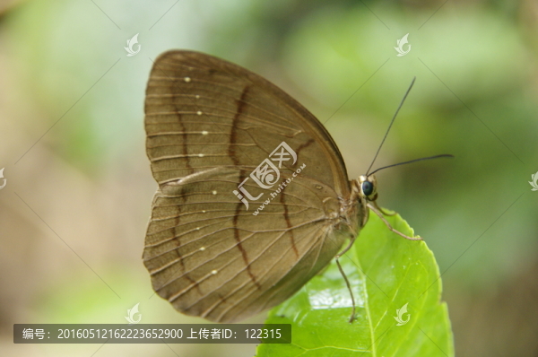 茶