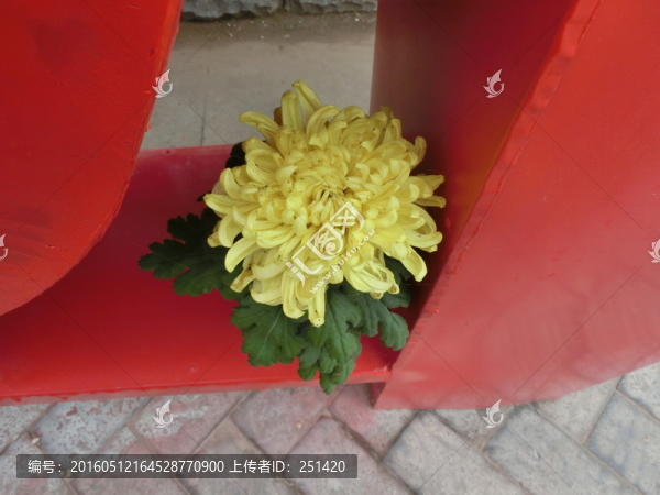 菊花