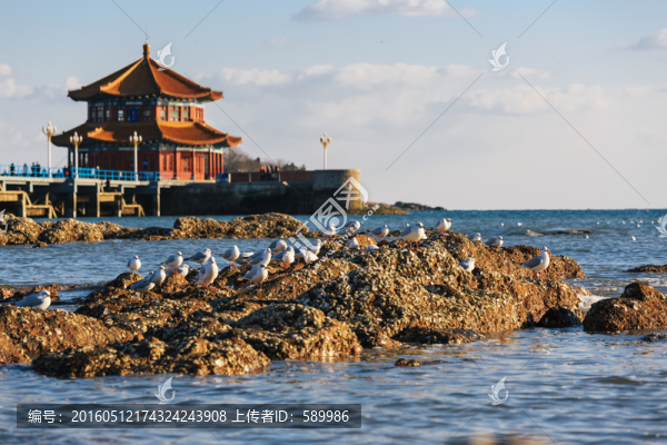 棧橋海鷗