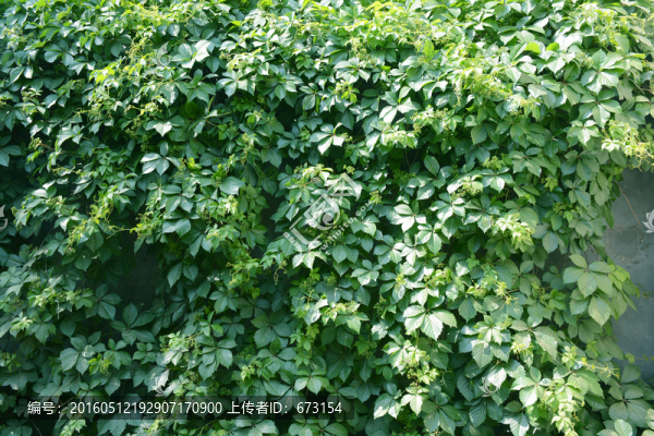爬山虎