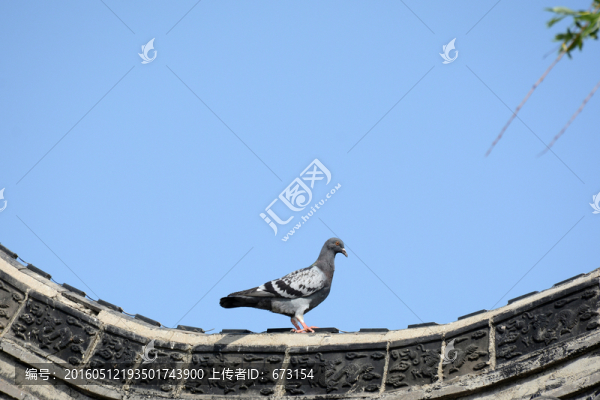 一只鴿子