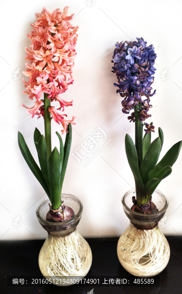 水仙花