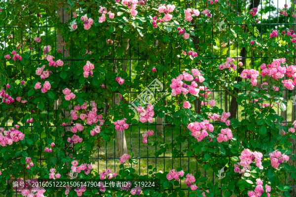 薔薇花