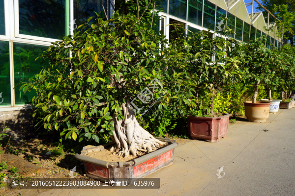 盆景-匯圖網(wǎng) www.fosd68.com 盆景