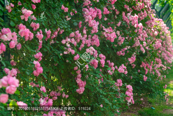 薔薇花
