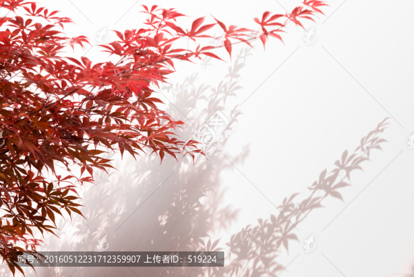 楓葉