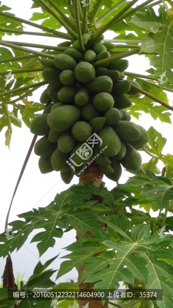 木瓜