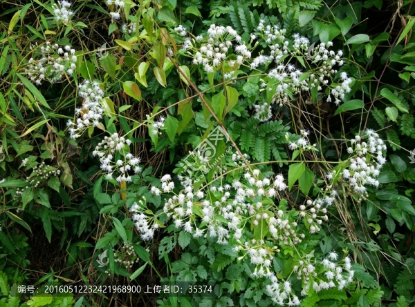 野草花