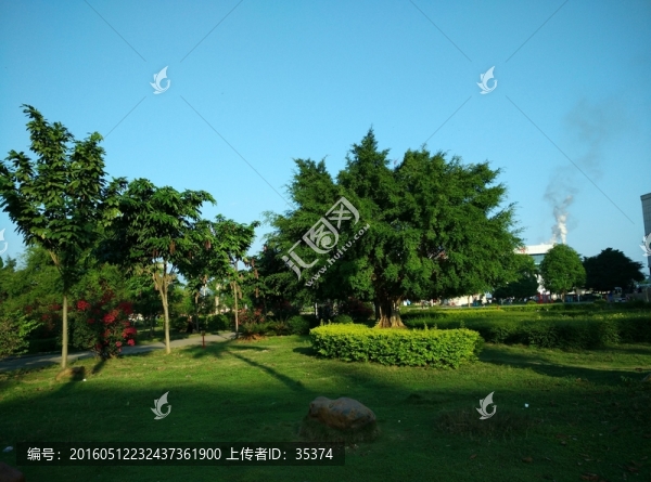 樹木草地