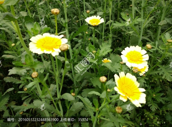 菜花