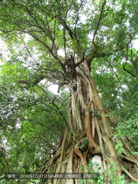 榕樹(shù)