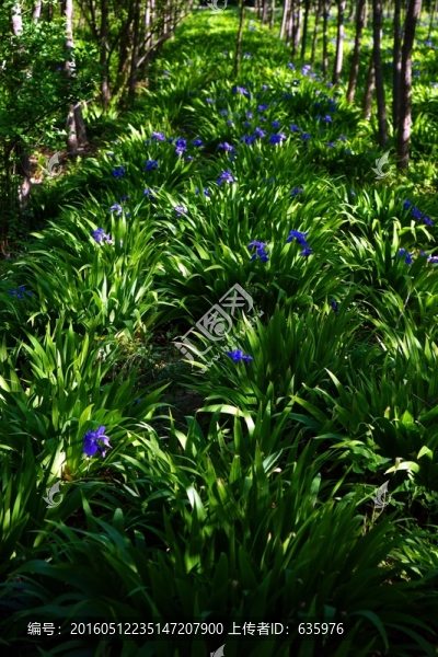 蘭花,樹(shù)木