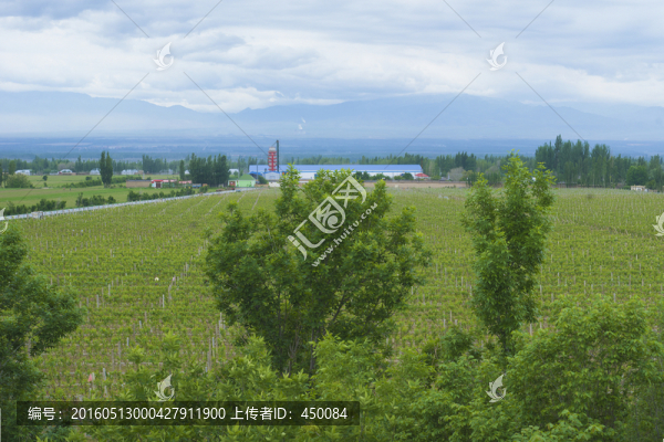 葡萄莊園