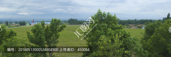 葡萄園