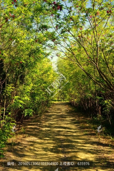 樹木
